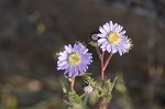 Southern pine aster