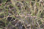 Southern pine aster