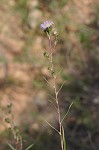 Southern pine aster