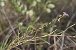 Southern pine aster