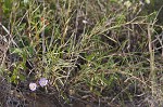 Southern pine aster