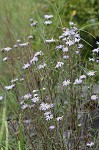 Southern pine aster