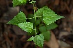 Pink thoroughwort