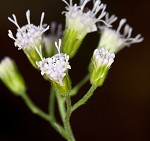 Pink thoroughwort