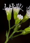 Pink thoroughwort