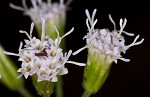 Pink thoroughwort