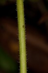 Pink thoroughwort