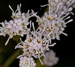 Pink thoroughwort