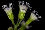 Pink thoroughwort