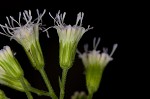 Pink thoroughwort