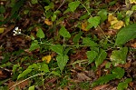 Pink thoroughwort