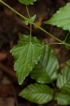 Pink thoroughwort