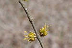 Eastern swamp privet