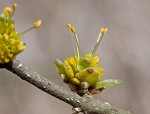 Eastern swamp privet