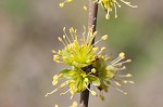 Eastern swamp privet