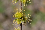 Eastern swamp privet