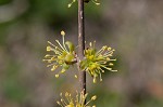 Eastern swamp privet