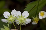 Wild strawberry