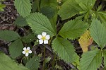 Wild strawberry