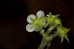 Wild strawberry