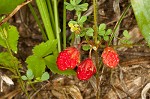 Wild strawberry