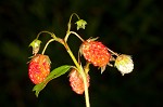 Wild strawberry