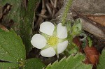 Wild strawberry