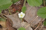 Wild strawberry