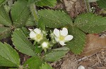 Wild strawberry