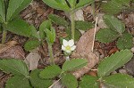 Wild strawberry