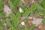 Wild strawberry