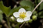 Wild strawberry