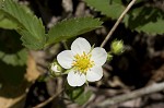 Wild strawberry