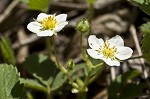 Wild strawberry