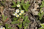 Wild strawberry