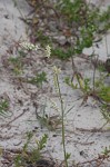 Field snakecotton