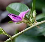 Eastern milkpea