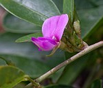 Eastern milkpea