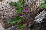 Eastern milkpea