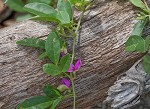 Eastern milkpea