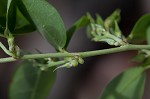 Eastern milkpea