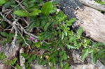 Eastern milkpea