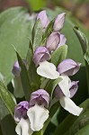 Showy orchis <BR>Showy orchid