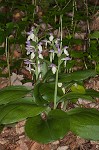 Showy orchis <BR>Showy orchid