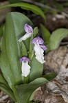 Showy orchis <BR>Showy orchid