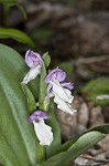 Showy orchis <BR>Showy orchid