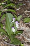 Showy orchis <BR>Showy orchid