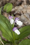 Showy orchis <BR>Showy orchid