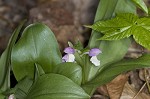 Showy orchis <BR>Showy orchid