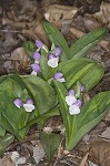 Showy orchis <BR>Showy orchid